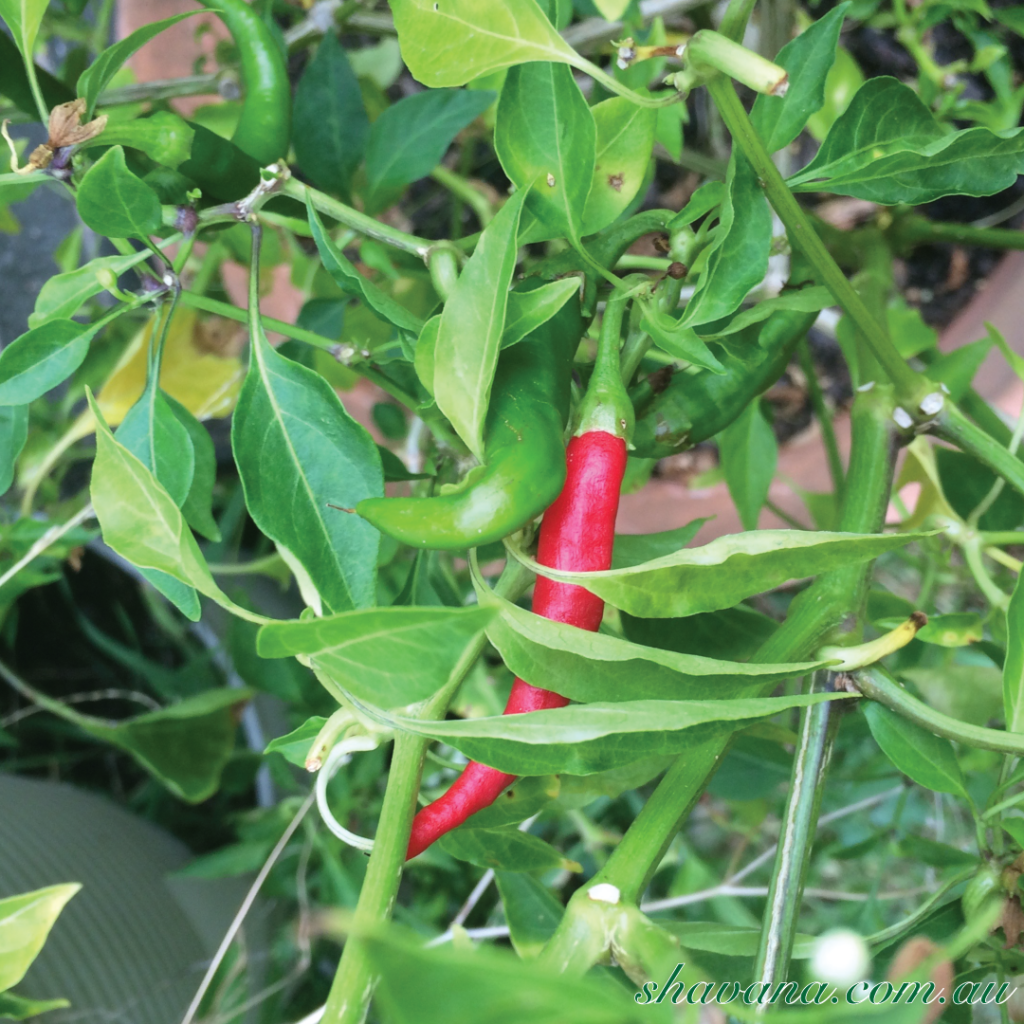 Cayenne, A Herb To Love